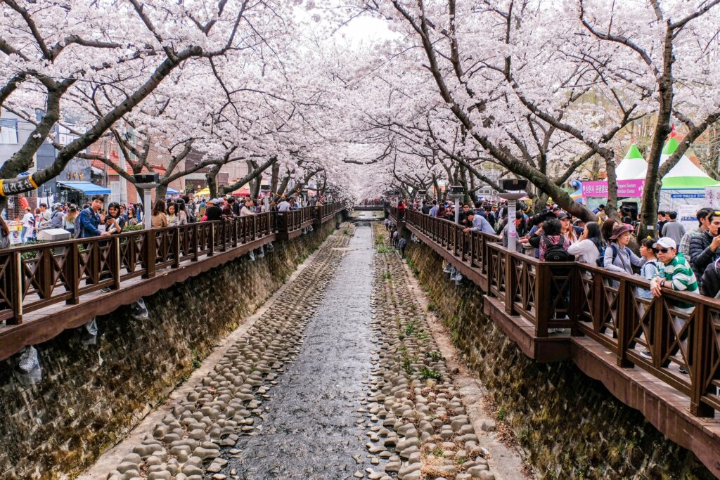 世界最大的櫻花節「韓國鎮海軍港節」
