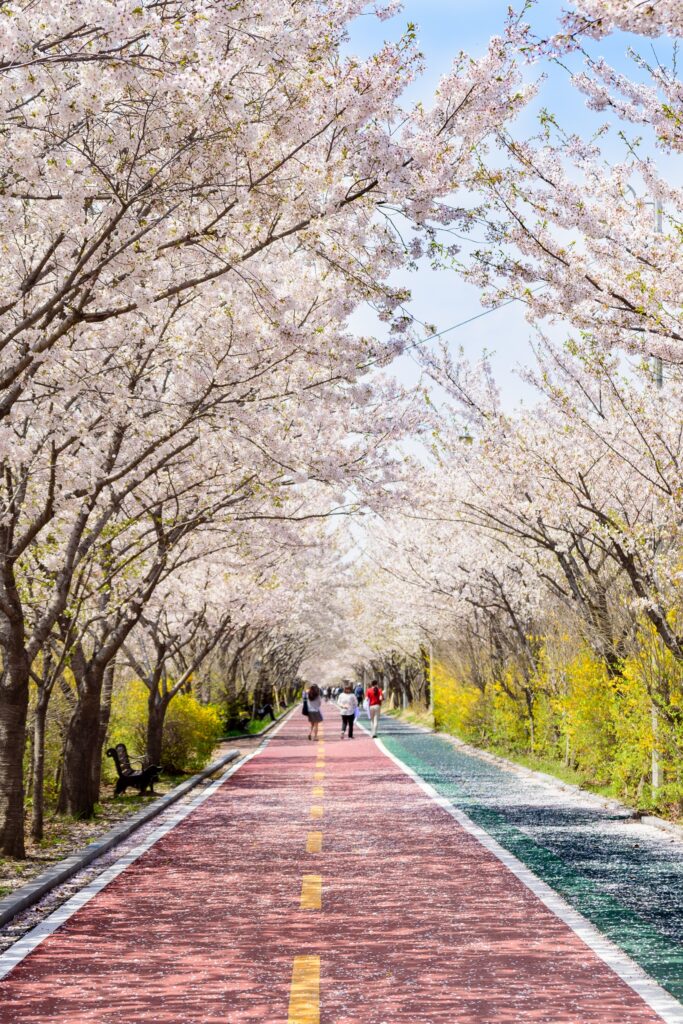 韓國首爾櫻花節在櫻花大道