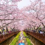 釜山櫻花祭包車