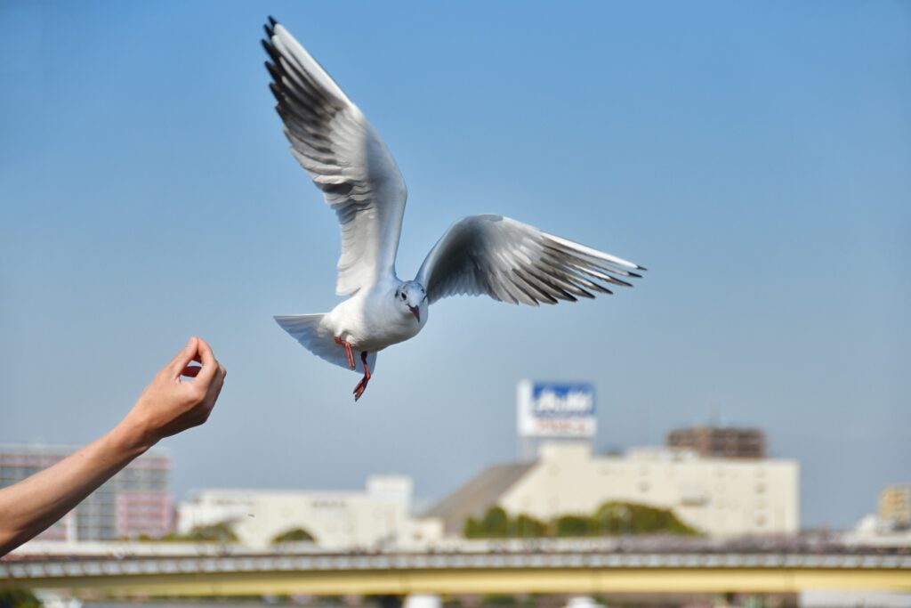 月尾島海鷗船：首爾近郊最佳海上餵食體驗攻略