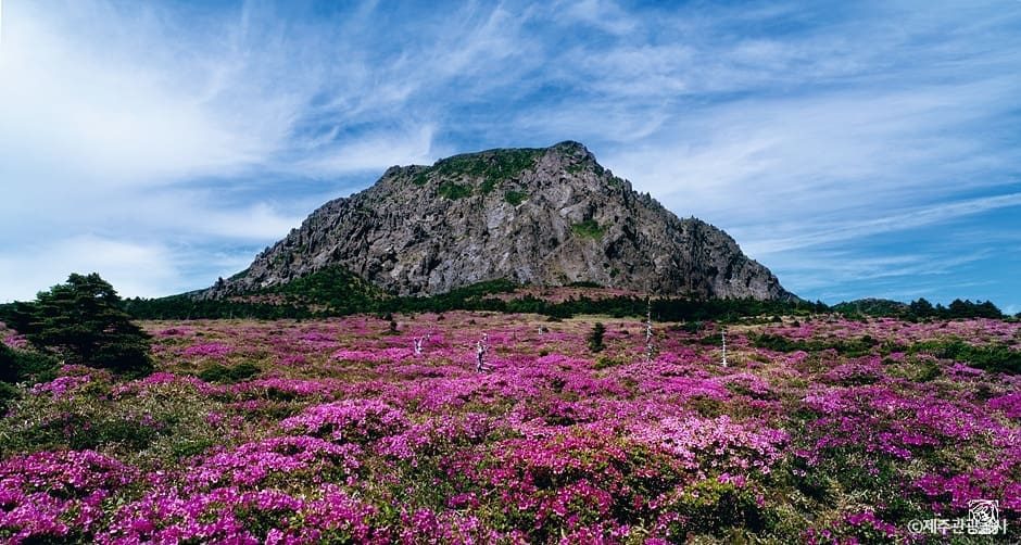 濟州漢拏山山景與盛開的杜鵑花