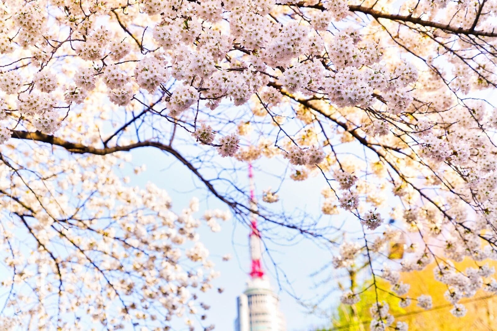 首爾塔與南山公園賞櫻