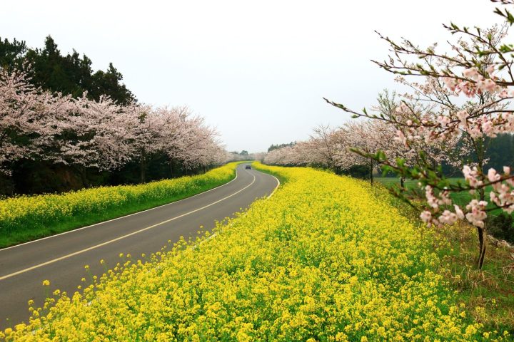 濟州島賞櫻包車5日遊｜典農路・鹿山路花海
