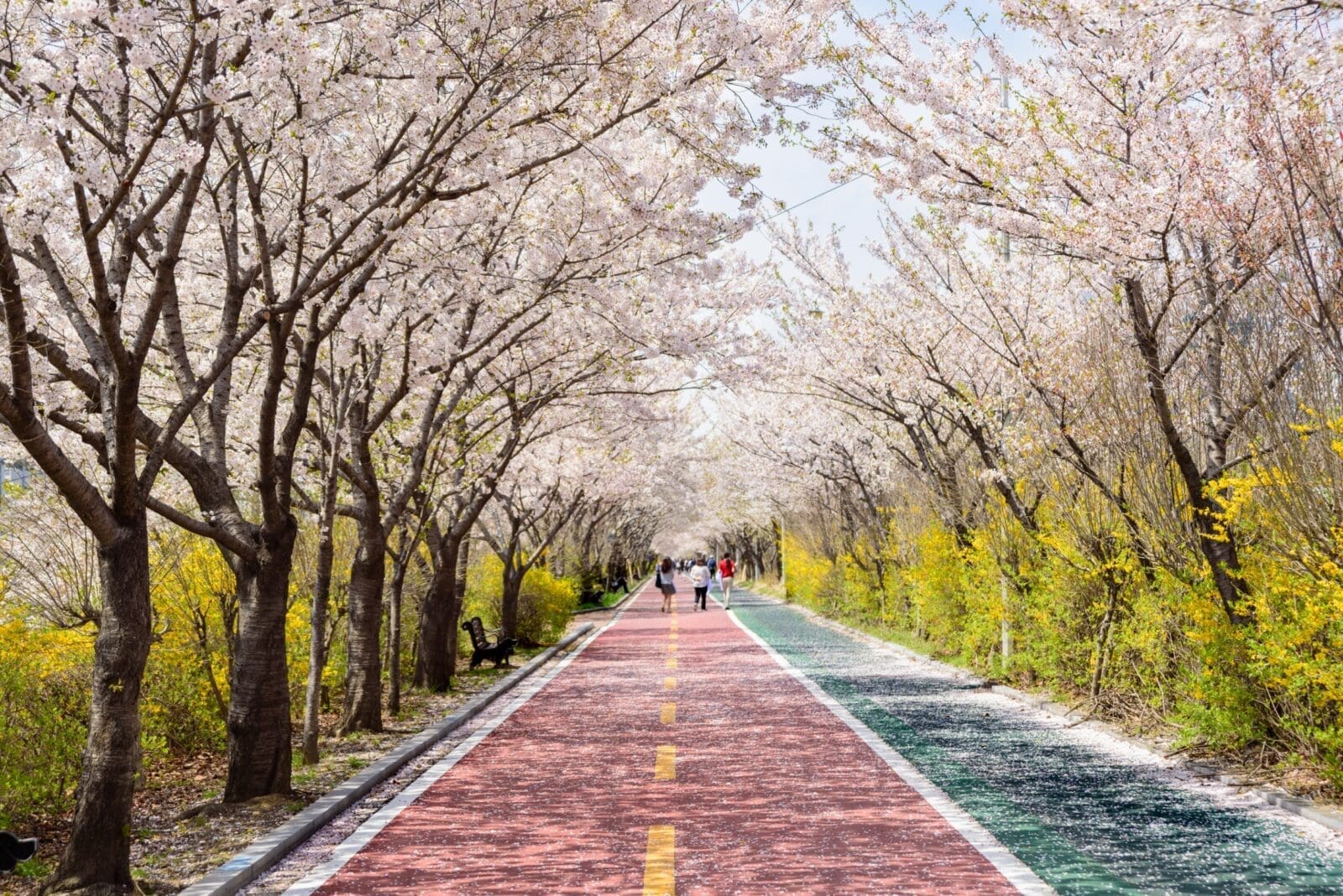 2025 韓國首爾櫻花節在櫻花大道