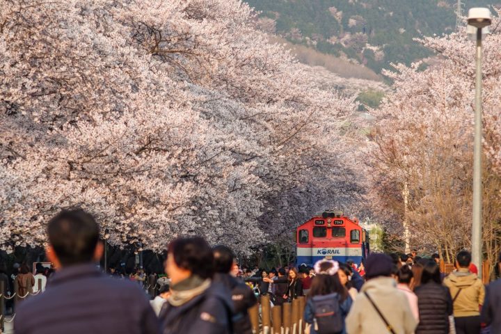 釜山市區櫻花＋海雲台一日｜釜山中文司機導遊包車