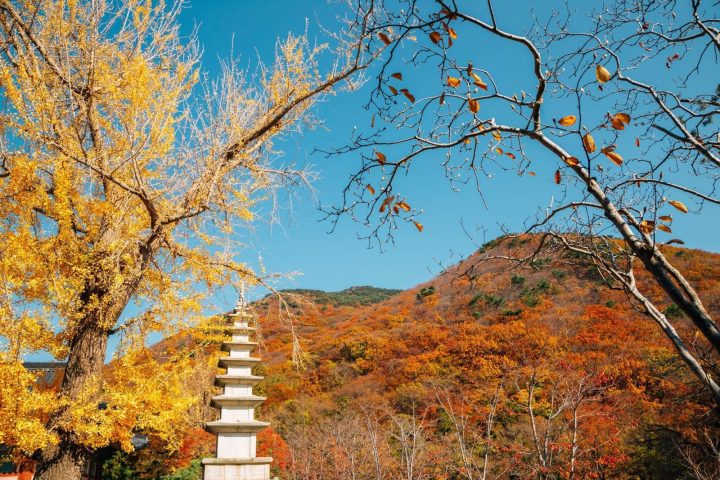 釜山賞楓包車5日遊｜梵魚寺・金剛公園