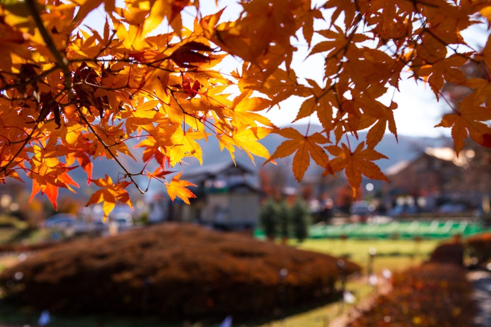 韓國全北高敞禪雲寺秋季寺院與紅葉景色