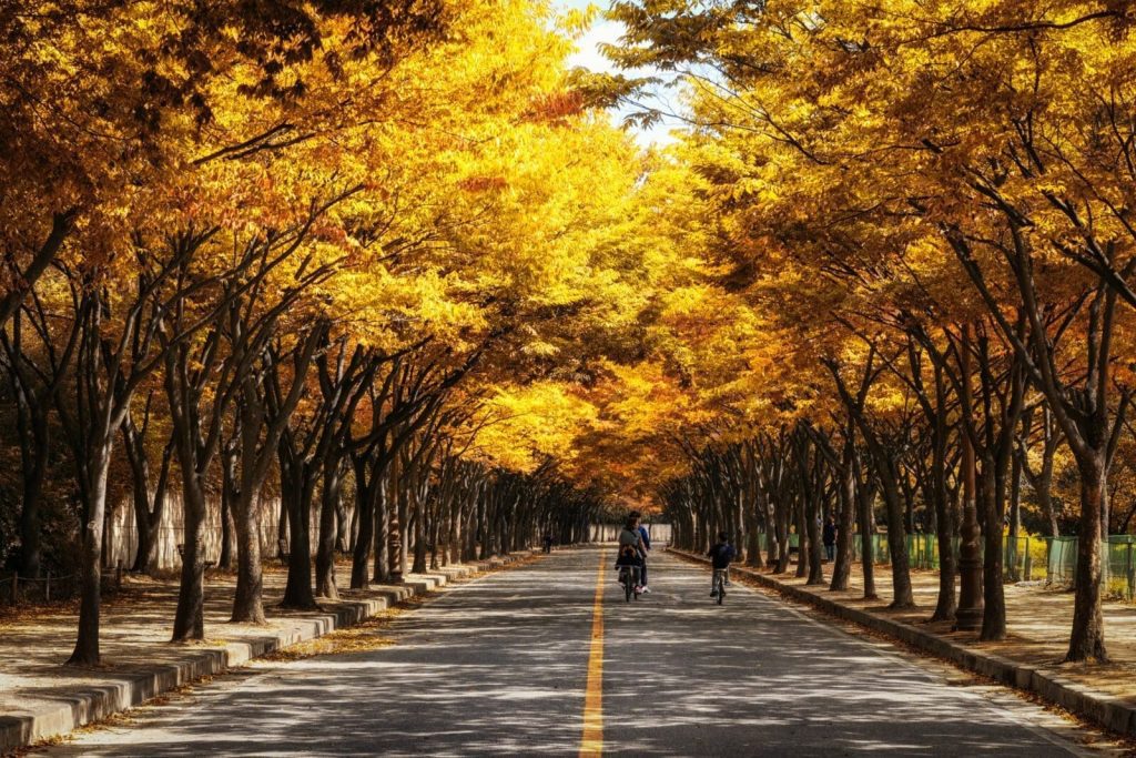 韓國秋季賞楓景點和談林紅葉步道與山林景色