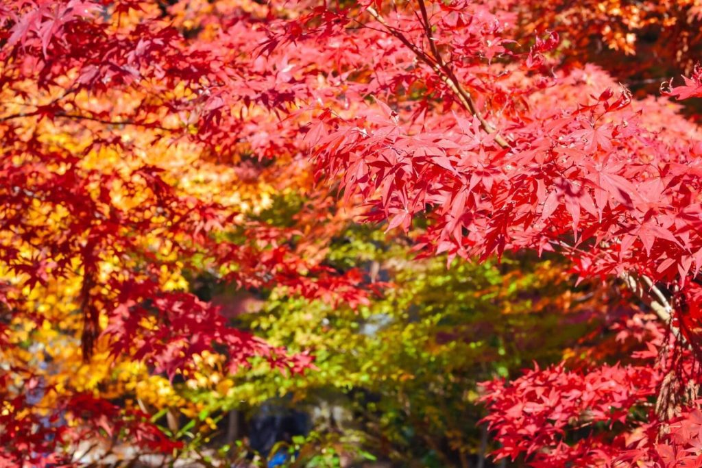韓國全南潭陽官防堤林秋季溪邊林蔭與紅葉