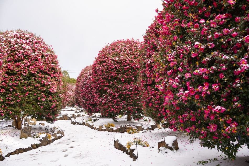 Camelia Forest 山茶花森林 (冬季限定)