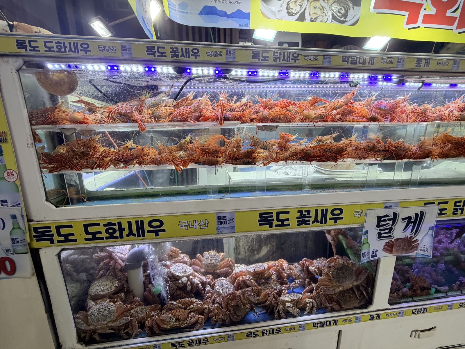 釜山南浦洞店門口的雙層活體水族箱,上層養獨島蝦、下層養毛蟹與紅蟹,箱上有독도 도화새우、꽃새우黃色標籤