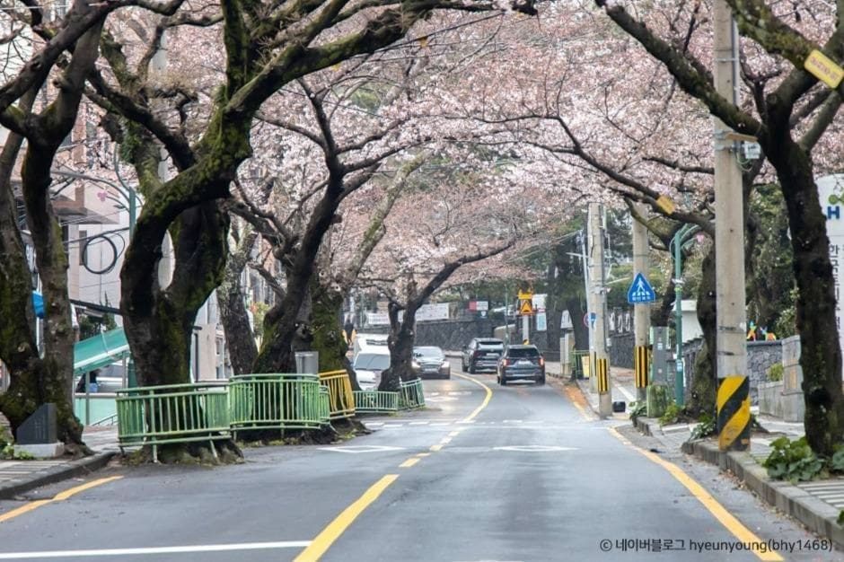 典農路櫻花大道