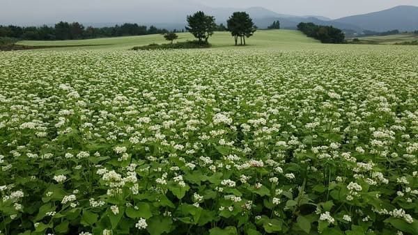 吾羅洞蕎麥田