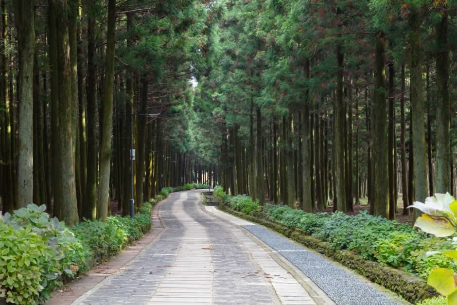 寺水自然修養林