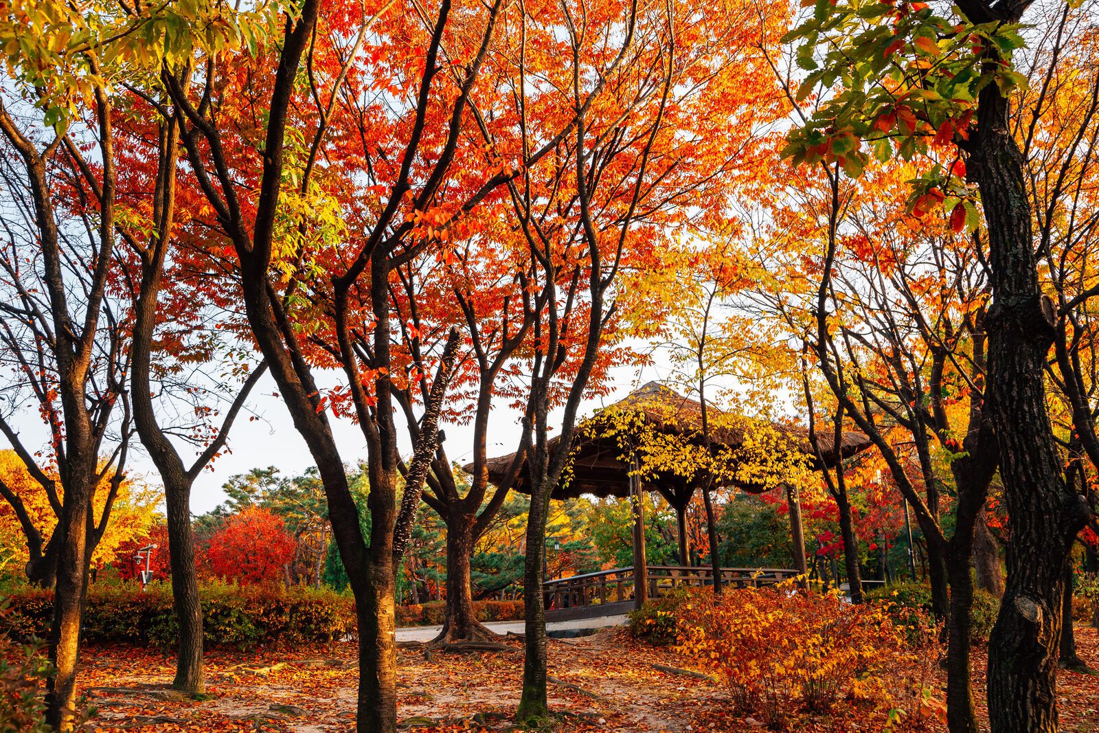 韓國公園涼亭與紅黃相間的秋季樹林