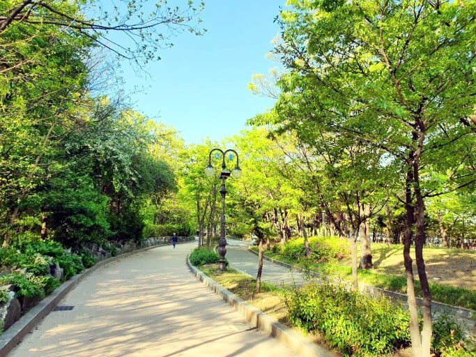 首爾公園的林蔭步道與兩旁樹木