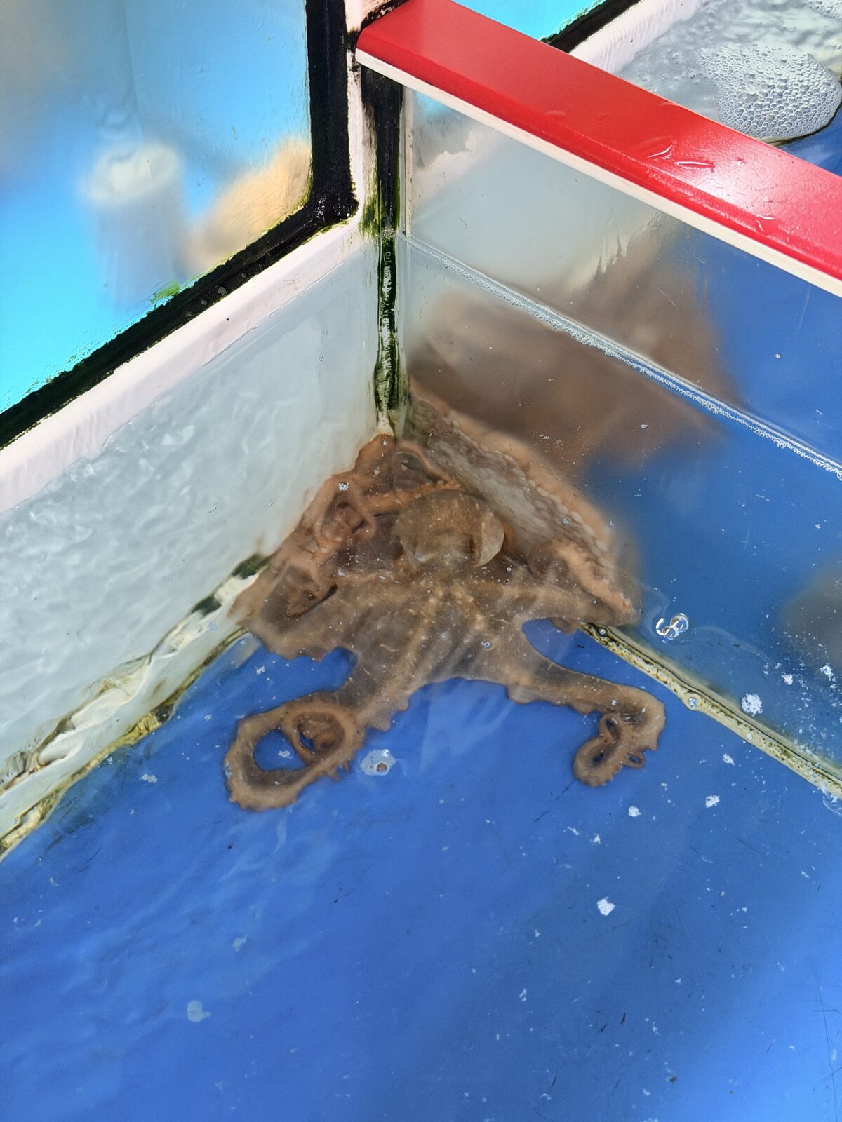 三姬章魚水槽裡的活章魚近照