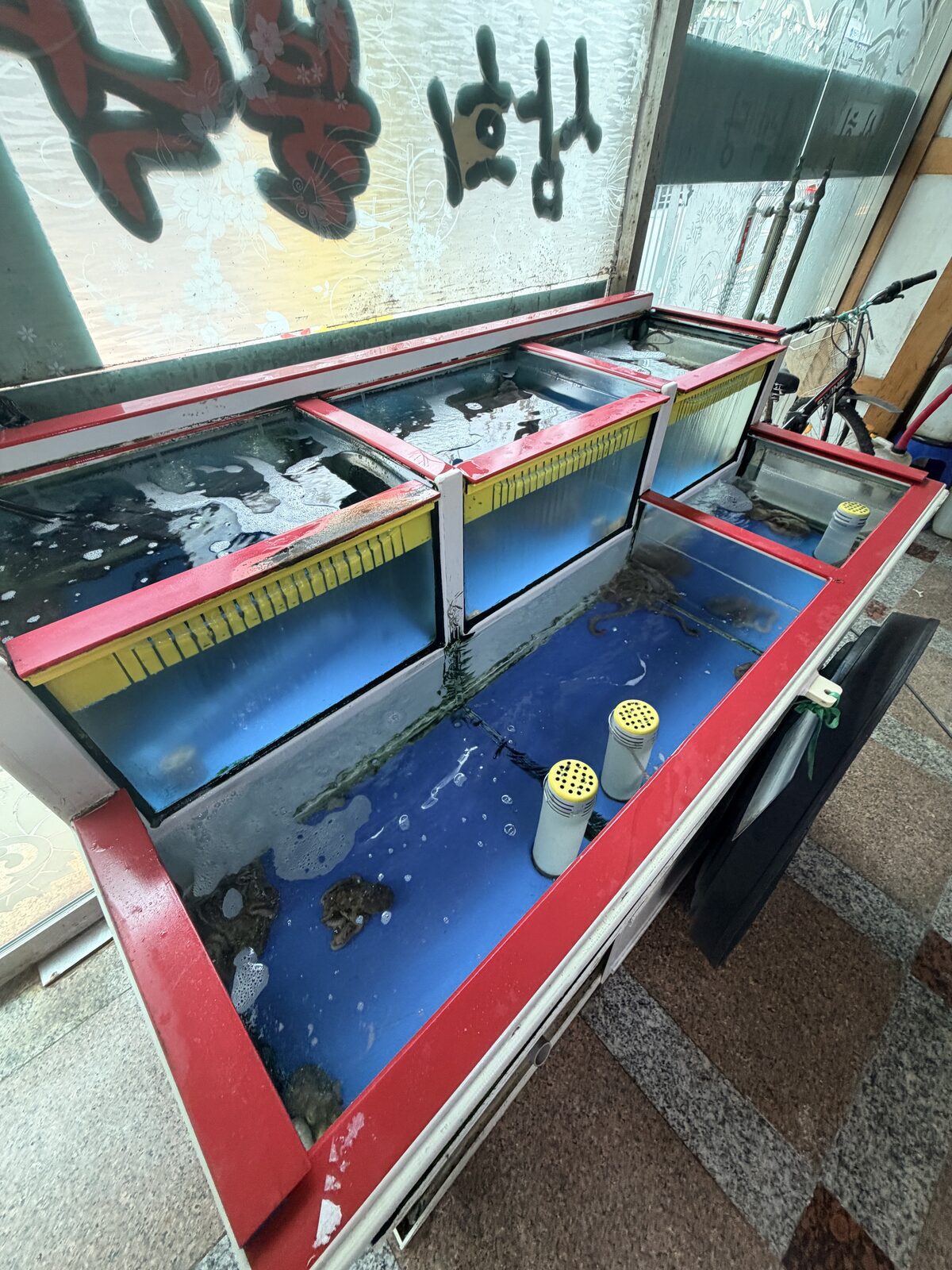 三姬章魚入口旁的一排活海鮮水槽